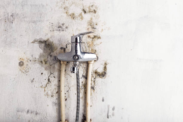 Best DIY Mold Remediation Support Services in Martinsville, VA