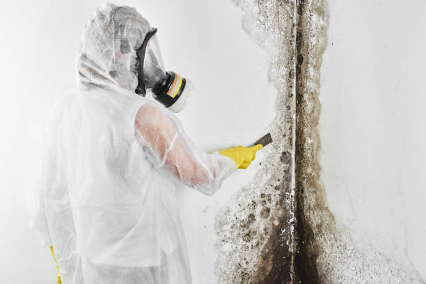 Best Emergency Mold Remediation in Martinsville, VA