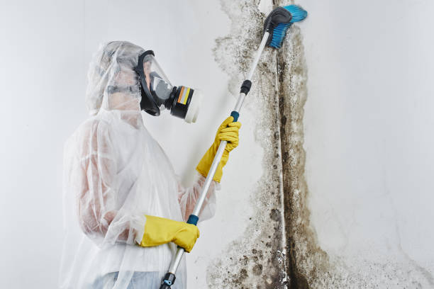 Best White Mold Remediation in Martinsville, VA