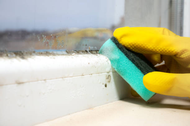  Martinsville, VA Mold Removal Pros