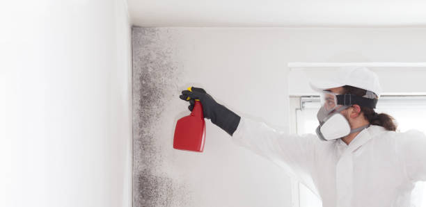 Best Mold Remediation for Specific Building Types in Martinsville, VA