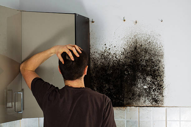 Best Insurance-Related Mold Remediation in Martinsville, VA