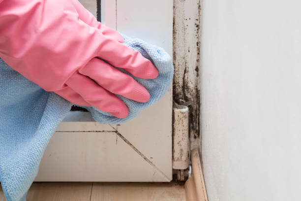 Best Attic Mold Remediation in Martinsville, VA