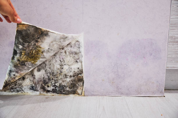 Best Bathroom Mold Remediation in Martinsville, VA